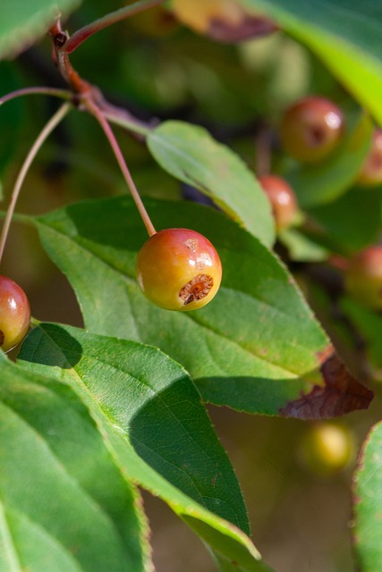 施的完善 施的完善